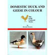 Domestic Duck and Geese in Colour