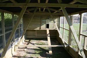 Large walk in chicken coop