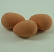 Small Brown Rubber Pot / dummy egg