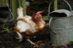 Dom Bailey's chickens